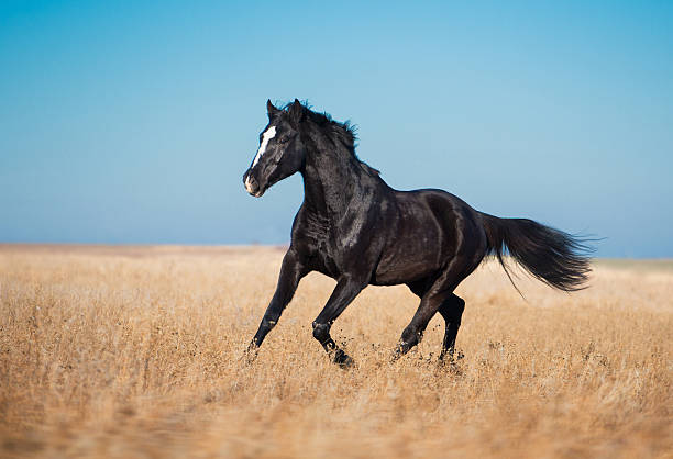istock Black horse run across the yellow field 503662234