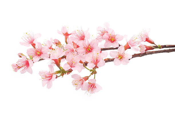 istock Pink Cherry blossom flowers white background 503662590