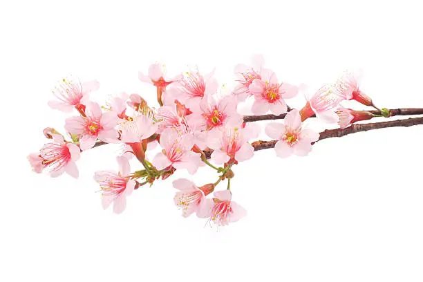 Photo of Pink Cherry blossom flowers white background
