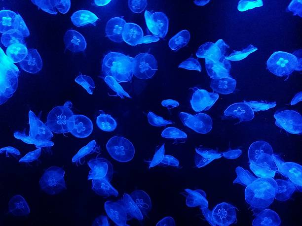 aurelia złocista, - white spotted jellyfish obrazy zdjęcia i obrazy z banku zdjęć