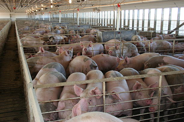 porcs dans une ferme porcine terminer l'iowa - enclos de ferme photos et images de collection