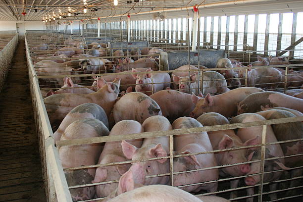 Hogs Inside an Iowa Swine Finishing Barn These hogs are getting ready for market as they grow inside this Iowa swine finishing barn.  animal pen stock pictures, royalty-free photos & images