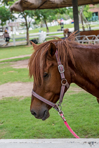 istock closeup horse face at the farm 503664872