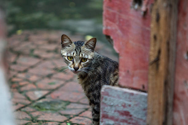 istock little cat standing beside wooden door 503665976