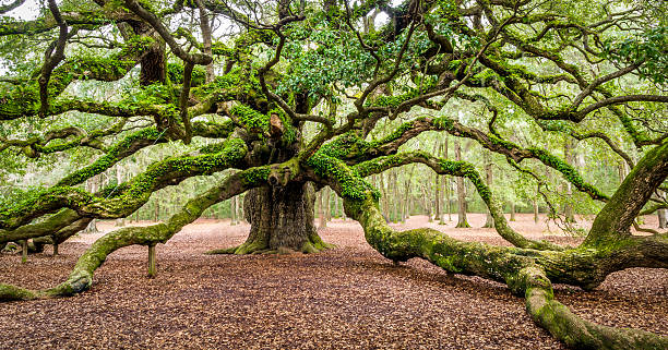 Angel Oak Tree Johns Island Charleston South Carolina SC Possibly the oldest living tree east of the Rockies The Angel Oak is a live oak tree aged approximately 1,500 years on John's Island outside Charleston, South Carolina. old tree stock pictures, royalty-free photos & images