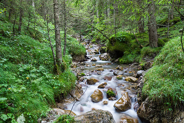 istock Alvierbach in the Schattenwald 503666278