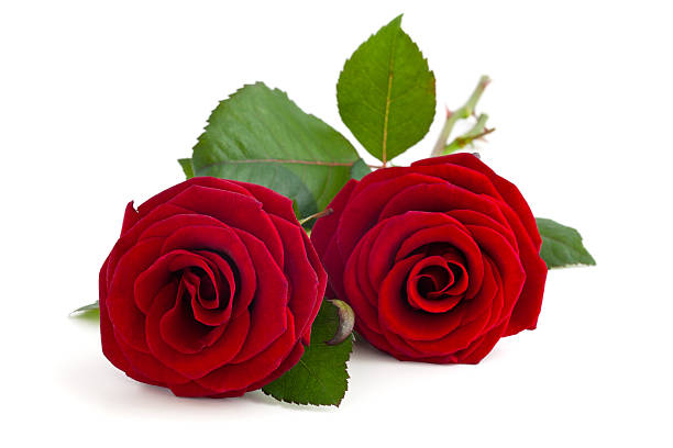 zwei rote rosen. - rose stock-fotos und bilder