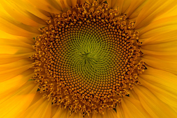 istock Abstract Pollen of Sunflower 503667110