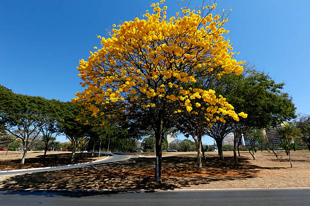 Yellow Ipe Tree Located in the center of Brasília-Brazil brasilia stock pictures, royalty-free photos & images