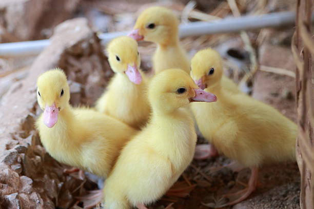 istock Cute ducklings on field/farm 503667818