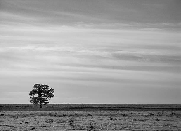 istock View From A Wide, Open Field In Black And White 503668944