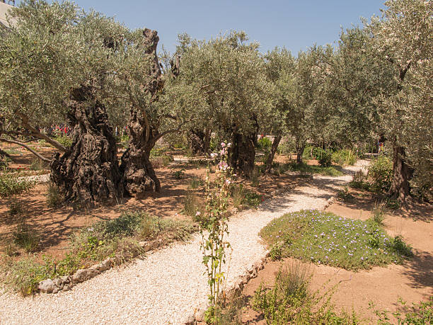 istock Very ancient olive trees in the Garden o 503668982