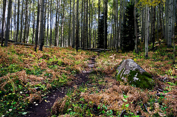 Forest Foot Path stock photo