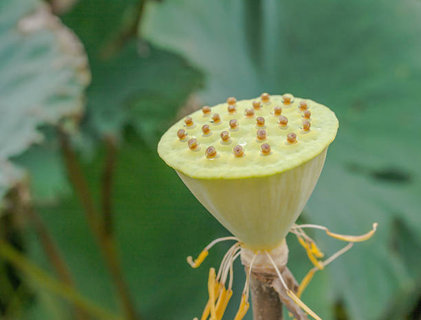 istock green young lotus seed pod 503670679