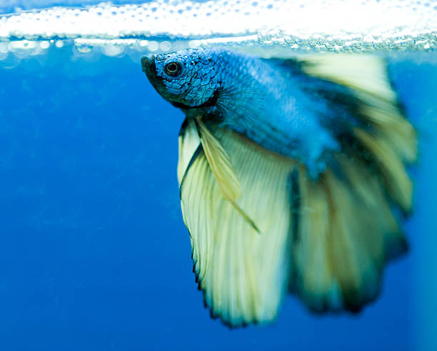 siam, betta aislado sobre fondo azul. - siamese fighting fish crown tail freshwater space fotografías e imágenes de stock