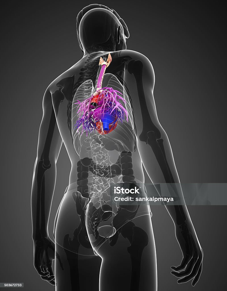 Anatomie masculine coeur - Photo de Anatomie libre de droits