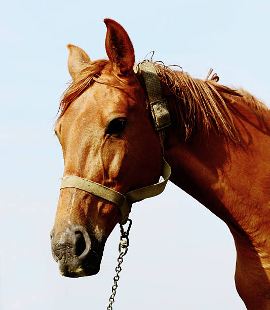 istock brown horse standing in field alone 503674165