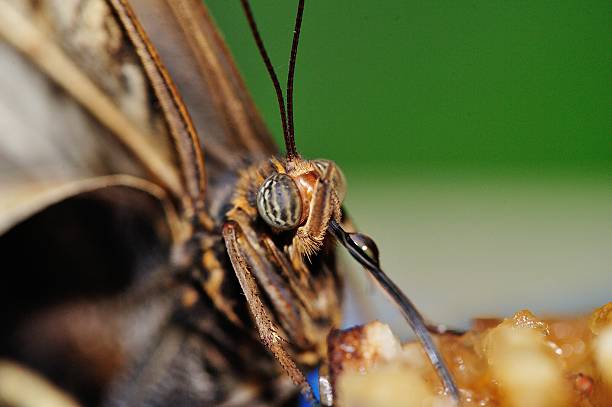 papillon tête avec plein de départ proboscide - streched out photos et images de collection
