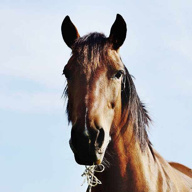 istock brown horse standing in field alone 503674483