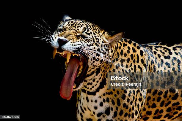 Leopard Portrait Stock Photo - Download Image Now - Africa, Animal, Animal  Whisker - iStock
