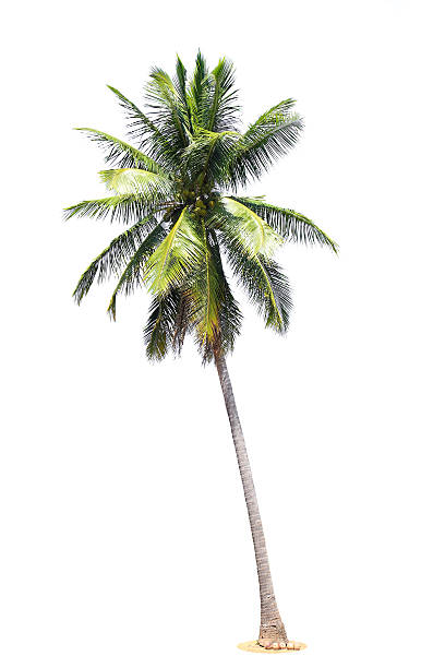 istock coconut palm trees isolated on white background 503674635