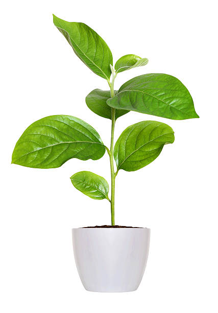 istock small green seedling in a flowerpot isolated over white 503676141