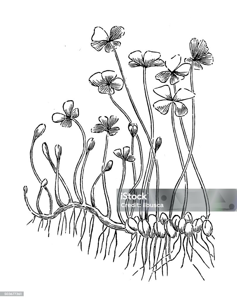 Antique illustration of Marsilea macropoda (Bigfoot Water Clover) 19th Century Style stock illustration