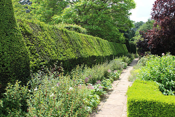 istock Image of clipped yew tree hedge, summer herbaceous border flowers 503677525
