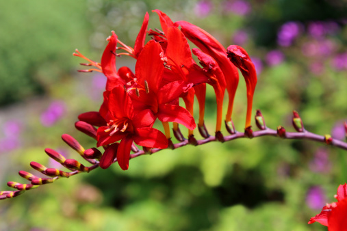 Photo showing a single flower on a large specimen crocosmia plant, variety: 'Red Lucifer'. This plant is part of a flower red / herbaceous border and is pictured growing in the strong sunshine. Many gardeners know this plant as 'montbretia'.