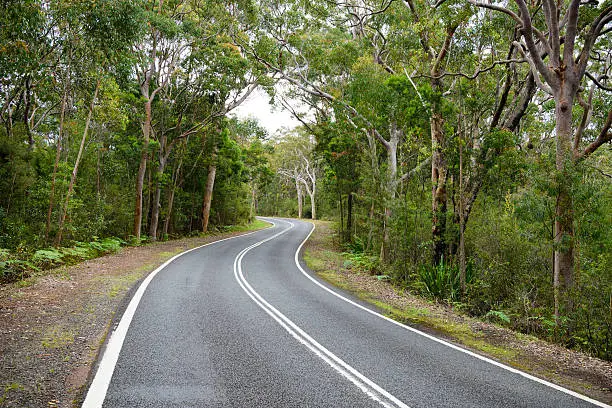 Winding road curving through the eucalyptus forest, New South Wales, Australia