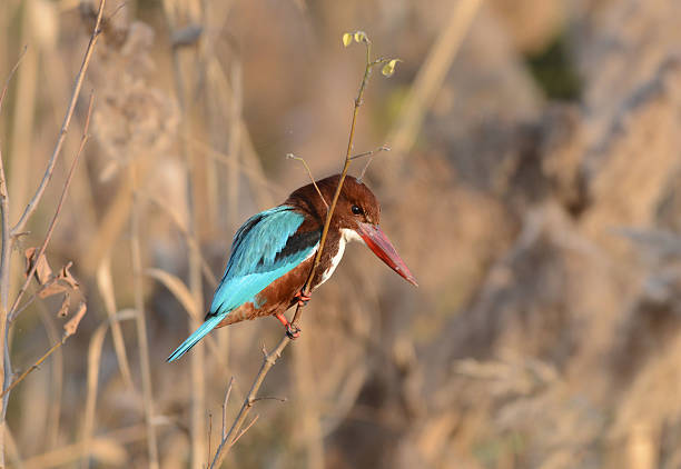 White-throated kingfisher is also known as white- breasred kingfisher. This image was made in Chandigarh,India