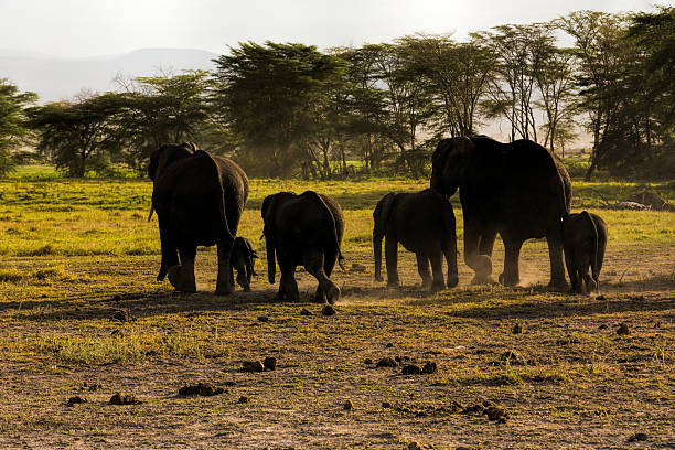 famille d'éléphants d'amboseli-rétroéclairé - amboseli national park flash photos et images de collection