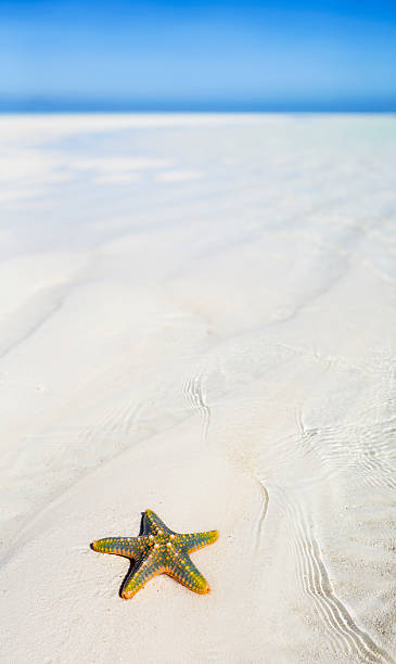 istock Starfish of Zanzibar 503679888
