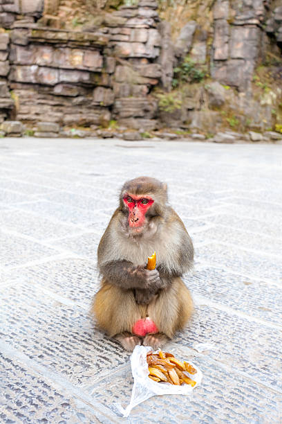 istock Monkey in Zhangjiajie National Geological Park 503680332