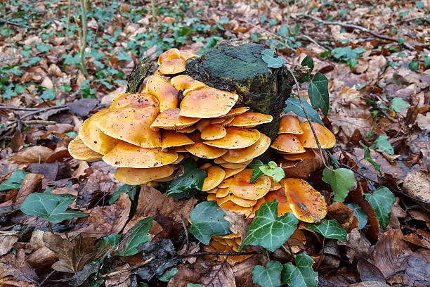istock Mushroom Sheathed Woodtuft on tree stump 503680974
