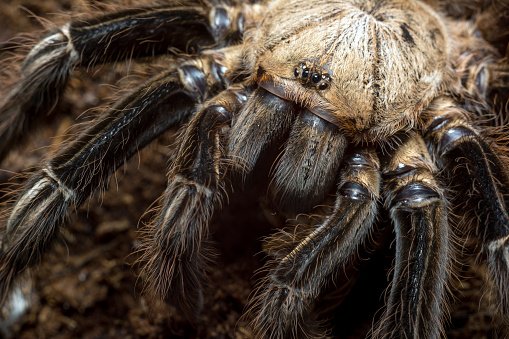 Skeleton tarantula