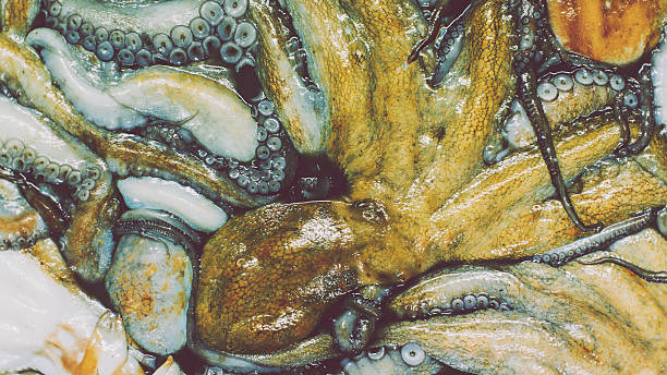 caixa cheia de pesca de polvo no mercado do pescado: - tentacular imagens e fotografias de stock