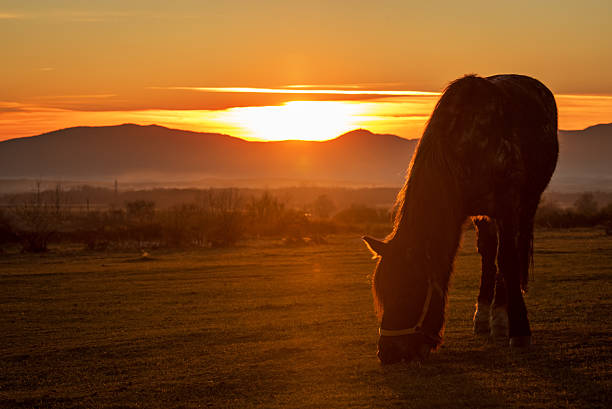 Horse silhouette at sunset.