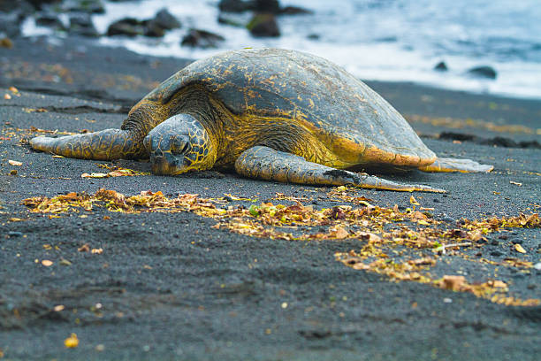 istock Green sea turtles 503683072