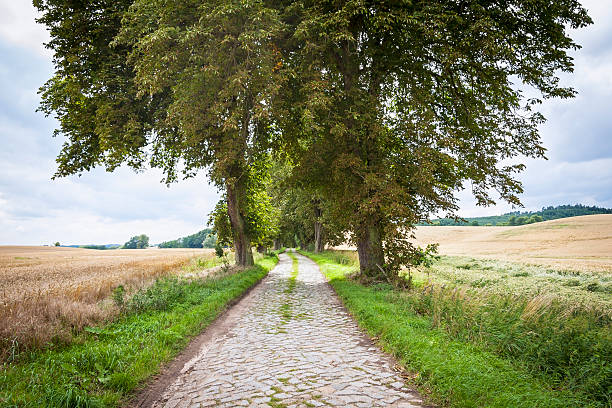 Typical avenue trees in Mecklenburg-Vorpommern Typical avenue trees in Mecklenburg-Vorpommern (Germany). Light in the late afternoon in summer. mecklenburg lake district photos stock pictures, royalty-free photos & images