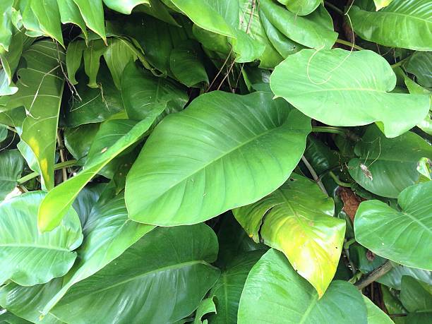 istock PHILODENDRON giganteum leaves on climbing vine 503683210