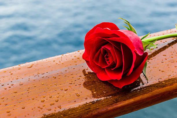 romântica rosa vermelha - close to moving up single flower flower imagens e fotografias de stock