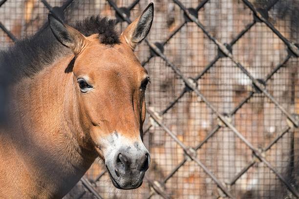 istock big head or muzzle of a horse 503683774