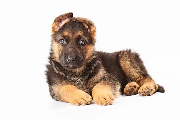 one small cute german shephard puppy laying on white background and looking straight into the camera.