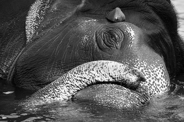 istock Elephant washing in the river 503684370