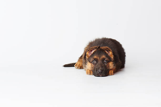 um pequeno bonito shephard alemão postura de cachorrinho em fundo branco - german sheppard imagens e fotografias de stock