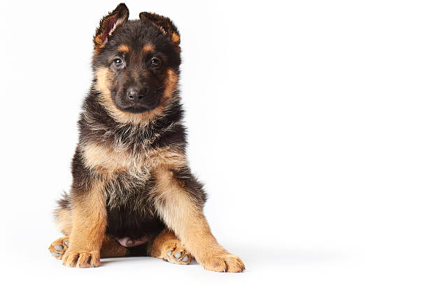 istock small cute german shephard puppy sitting on white background and 503684886