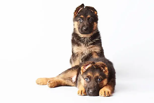 two small cute german shephard puppies laying on white background and looking straight into the camera.