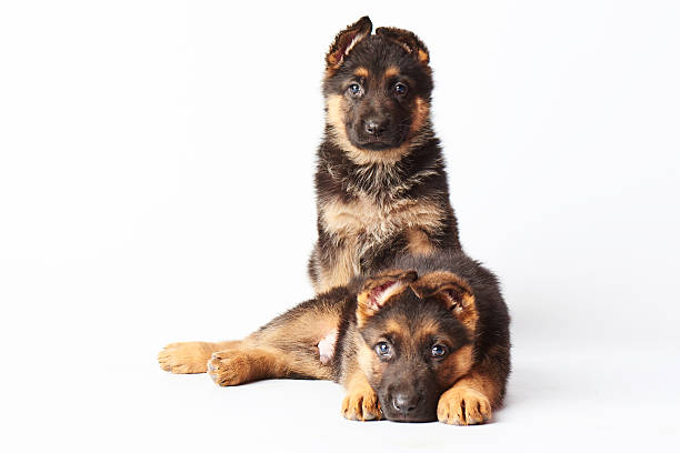 dois pequenos bonitos shephard alemão cachorros poedeiras no branco backgroun - german sheppard imagens e fotografias de stock