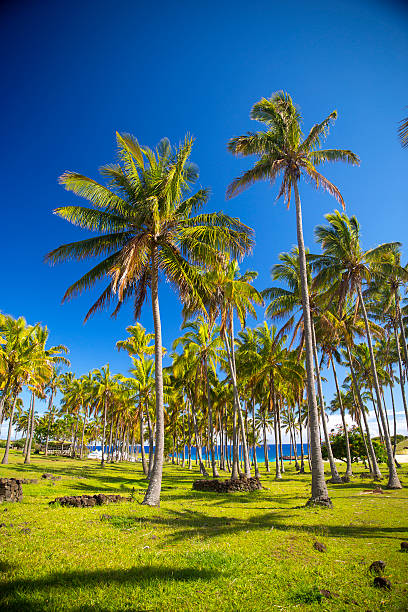 istock palms on the beach of Easter Island. 503685156
